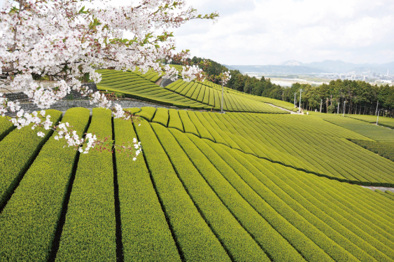 島田　お茶畑と桜